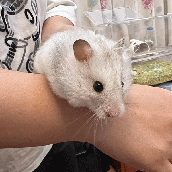 生蠔